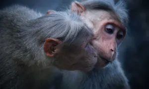 Two monkeys nuzzle one another affectionately against a black background