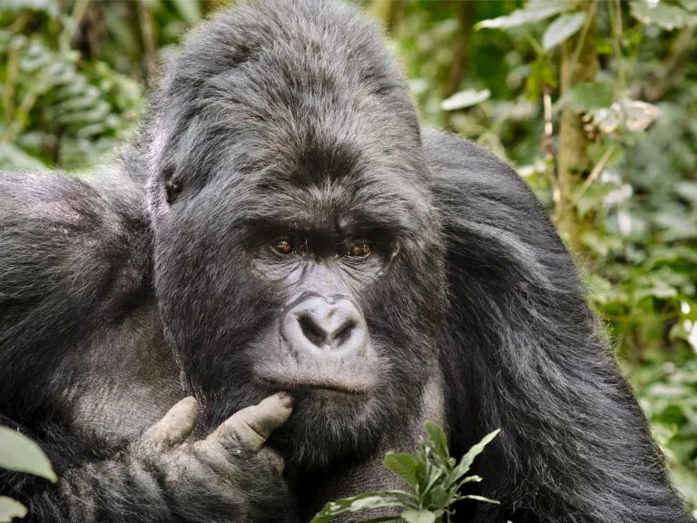 Gorilla in Congo