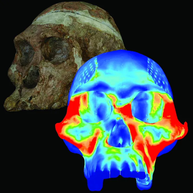 skulls