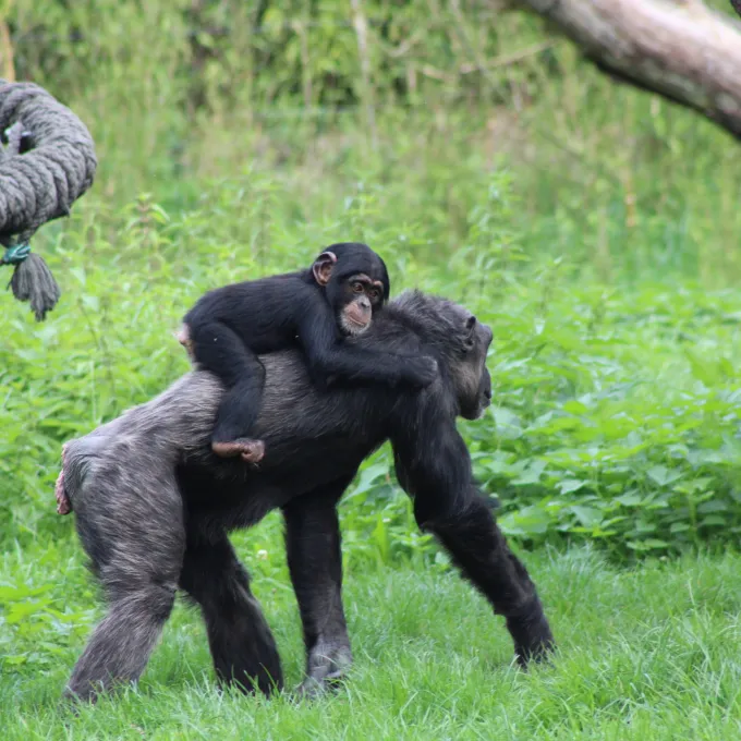 Bonobos