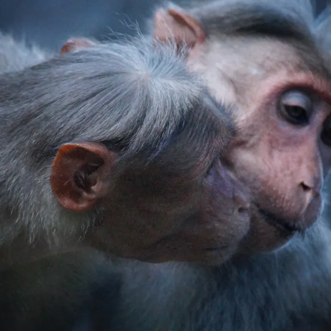Two monkeys nuzzle one another affectionately against a black background