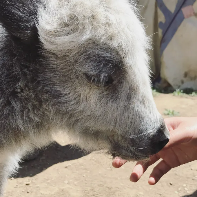  Yak calf. (Photo: Xinyi Liu)